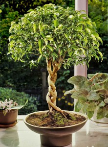 Ficus flätserie 4