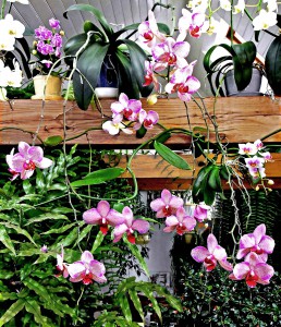 1-phalaenopsis-lagzx