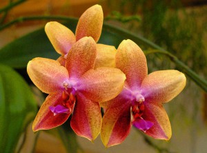 Phalaenopsis X 'LIODORO' lag