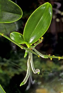 Phalaenopsis detalj keiki