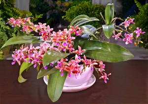 Phalaenopsis equestris