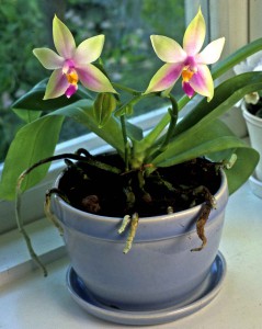 Phalaenopsisi violaceae lag