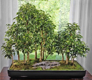 ficus-liten-skog-fasaneriet-lag