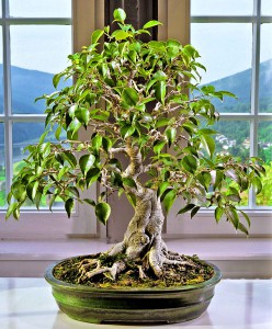 Ficus benjamina bonsai lag