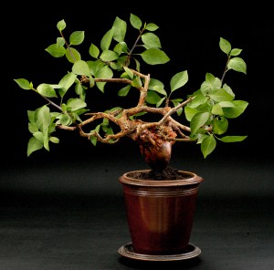 Bursera fagaroides