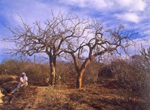 Bursera microphylla med Nina lag