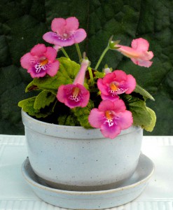 Sinningia x mini 'Country Pink' lag