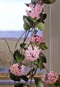 2. Hoya carnosa