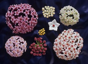 4. Hoya blomsamling