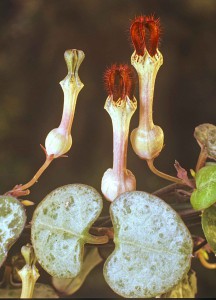 Ceropegia woodii 5 lag