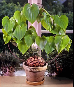 Dioscorea mexicana lag