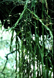 Erythrorhipsalis pilocarpa + Rhipsalis paradoxa lag