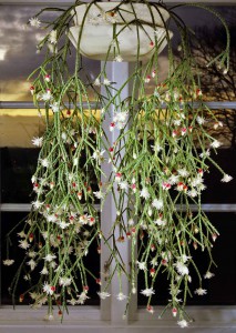 Erythrorhipsalis pilocarpa lag