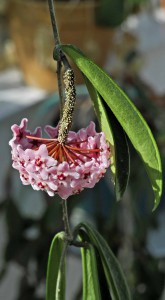 Hoya x blomsporre