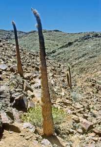 Pachypodium namaquanum