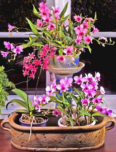 Dendrobium phalaenopsis + Doritinopsis lag