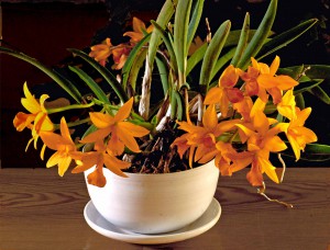 laeliocattleya-x-gold-digger-lag