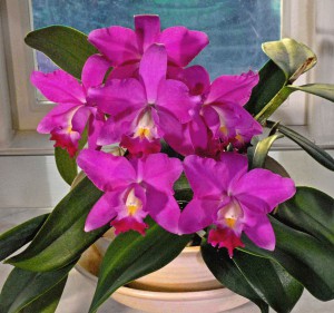 Laeliocattleya x 'Secret Love' lag