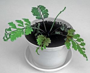 3. Asplenium bulbiferum 