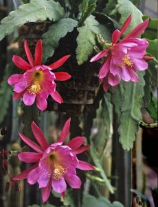 Epidendrum låg