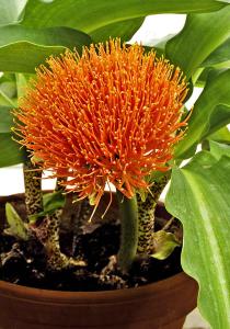 x 4. Scadoxus Karin ps