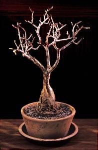 Bursera microphylla 1 