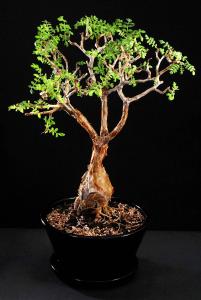 Bursera microphylla 2