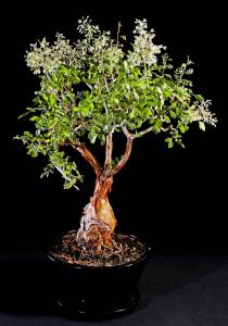 Bursera microphylla 5