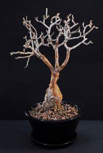 Bursera microphylla 3