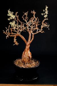 Bursera microphylla 4