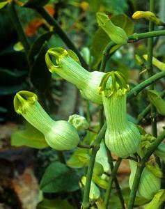 Ceropegia ampliata. 