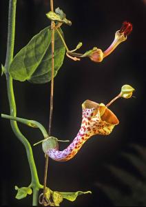 Ceropegia distincta (nederst) och C. woodii.