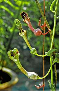 Ceropegia occulta (nederst), C. barkley och C. woodii.