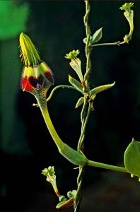 Ceropegia radicans (stor) och C. rendallii.