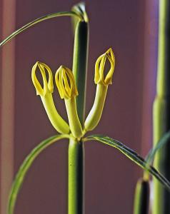 Ceropegia dichotoma  