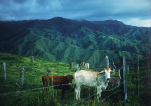 Costa Rica.  
The Hamburger Connection. 
