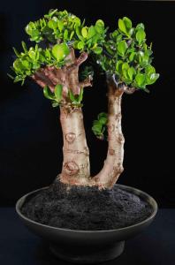 Crassula ovataÅttonde året.