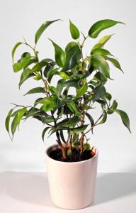 1. Ficus x 'Natascha' dunge. 