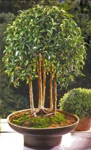 Ficus-Natascha-dunge-4