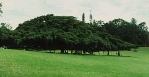 Ficus benjamina. Candy Bot. Garden, Sri Lanka.