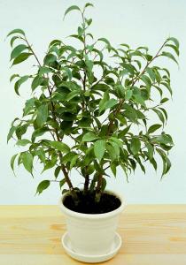 1. Ficus x 'Natasha' flätning .