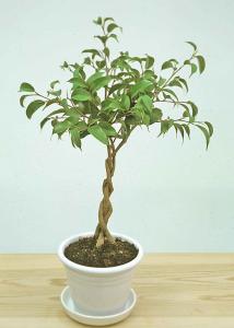 3. Ficus x 'Natasha' flätning.