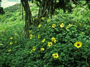 Hibiscus rockii, Waimea Falls. Hawaii.