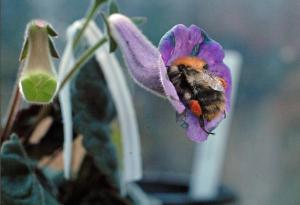 Bombus hortorum