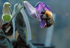 Bombus hortorum