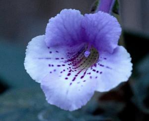 Sinningia syskon 2