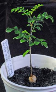 Operculicarya decaryii, fröplanta.