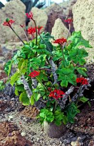 Jatropha podagrica Costa Rica