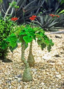 Jatropha podagrica Guatemala