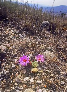 mammillaria napina 